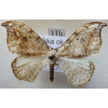 Drepana falcataria (Linnaeus, 1758) male Wycinka sierpianka Poland11h